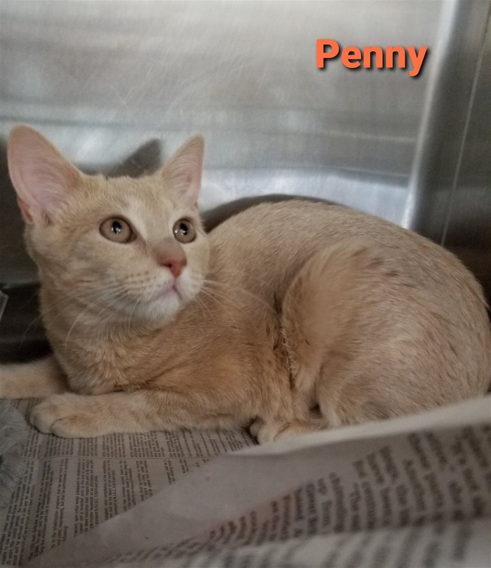 adoptable Cat in Bridgewater, NJ named Penny