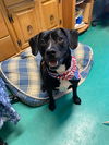 adoptable Dog in  named Diesel