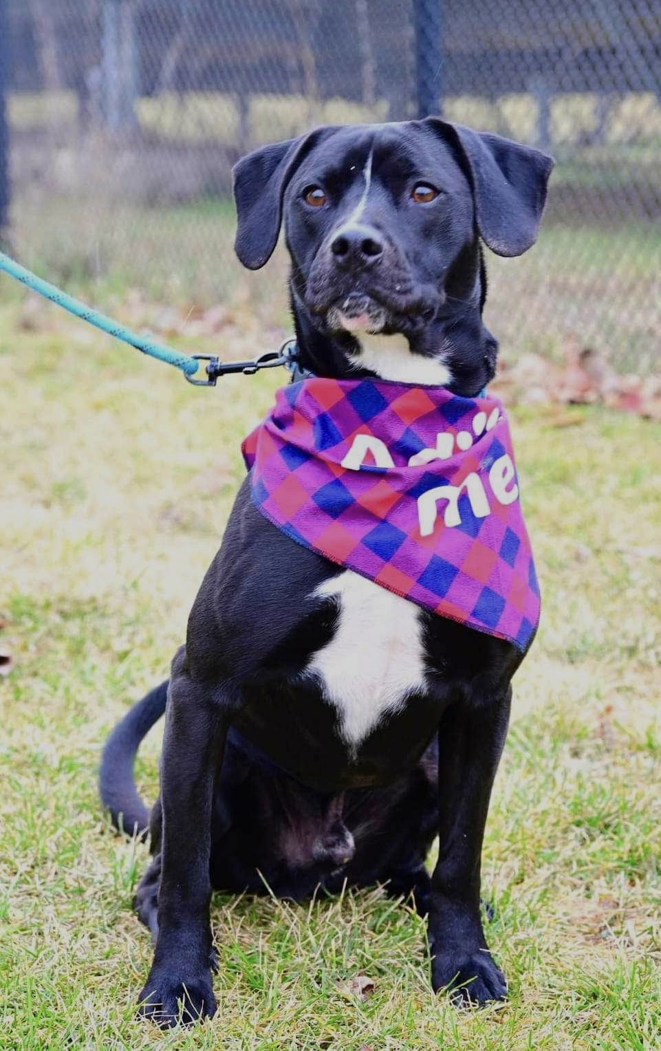 adoptable Dog in Bridgewater, NJ named Diesel