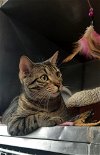 adoptable Cat in bridgewater, NJ named Whiskey