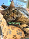 adoptable Cat in Bridgewater, NJ named Whiskey