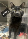 adoptable Cat in Bridgewater, NJ named Avery