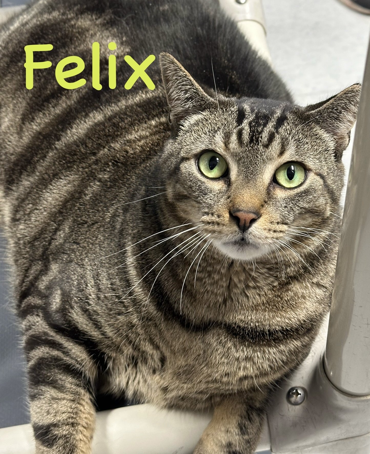 adoptable Cat in Bridgewater, NJ named Felix