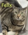adoptable Cat in bridgewater, NJ named Felix