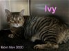 adoptable Cat in  named Ivy