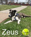 adoptable Dog in Bridgewater, NJ named Zeus