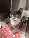 adoptable Cat in bridgewater, NJ named Polar Mommy