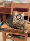 adoptable Cat in bridgewater, NJ named Mamma Mia