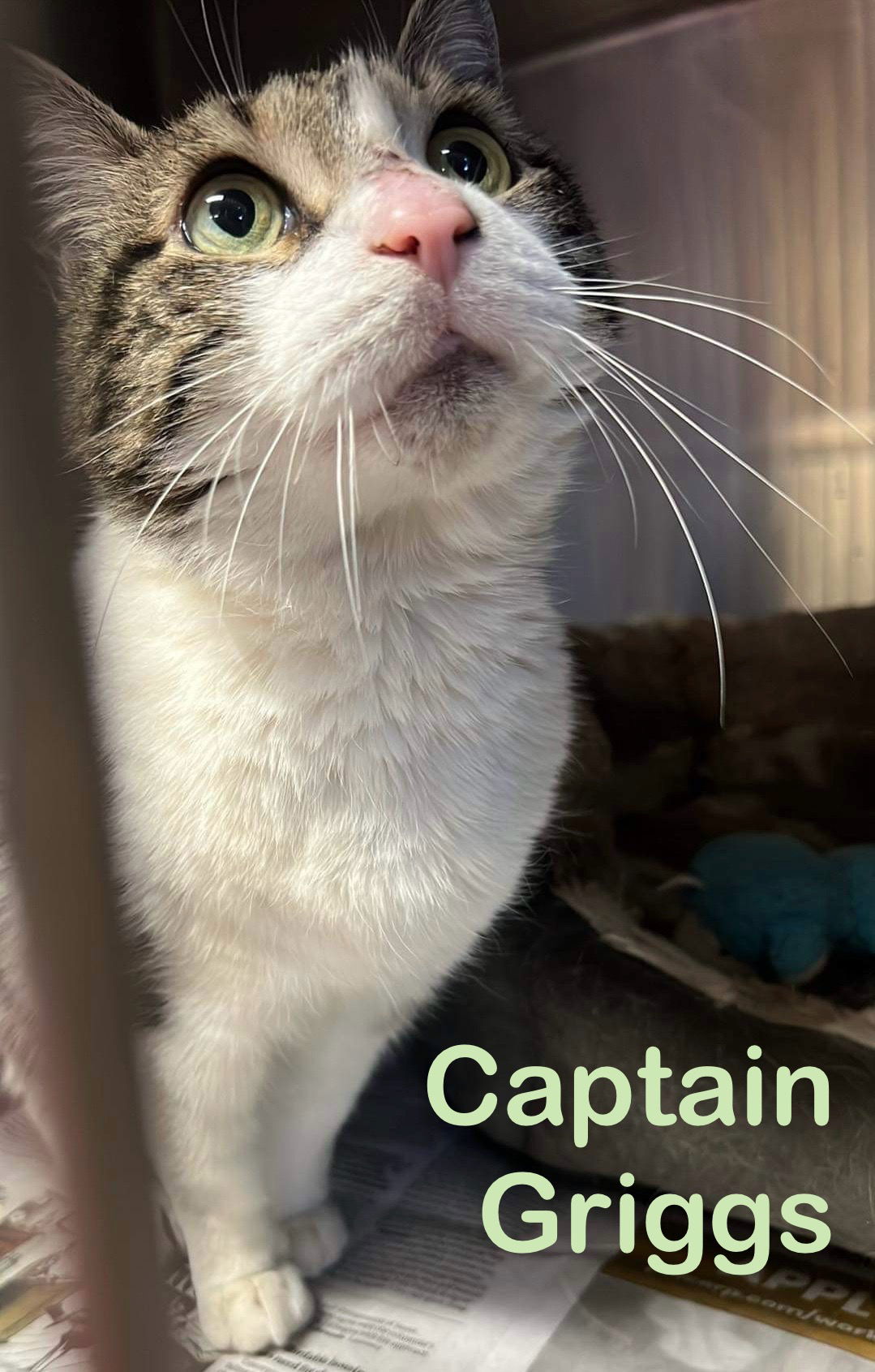 adoptable Cat in Bridgewater, NJ named Captain Griggs