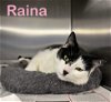 adoptable Cat in bridgewater, NJ named Raina