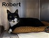 adoptable Cat in bridgewater, NJ named Robert