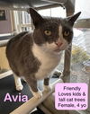 adoptable Cat in Bridgewater, NJ named Avia