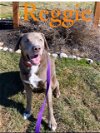 adoptable Dog in bridgewater, NJ named Reggie