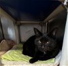 adoptable Cat in bridgewater, NJ named Loonie