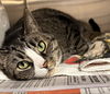 adoptable Cat in Bridgewater, NJ named Cutie Pie