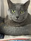 adoptable Cat in bridgewater, NJ named Nanu