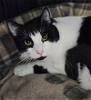 adoptable Cat in bridgewater, NJ named Mick