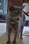 adoptable Cat in bridgewater, NJ named Moon