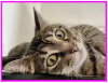 adoptable Cat in bridgewater, NJ named Latte