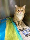 adoptable Cat in bridgewater, NJ named Stout