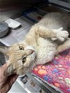 adoptable Cat in bridgewater, NJ named Janja
