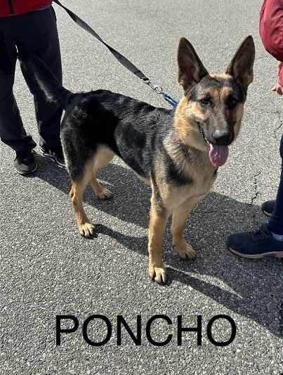 adoptable Dog in Bridgewater, NJ named Poncho