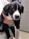 adoptable Dog in bridgewater, NJ named Luna