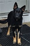 adoptable Dog in bridgewater, NJ named Greta