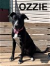 adoptable Dog in bridgewater, NJ named Ozzie