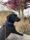 adoptable Dog in , NJ named Kash Money