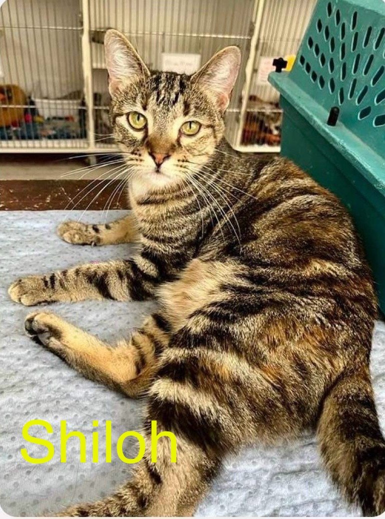 adoptable Cat in Bridgewater, NJ named Shiloh