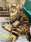 adoptable Cat in bridgewater, NJ named Shiloh