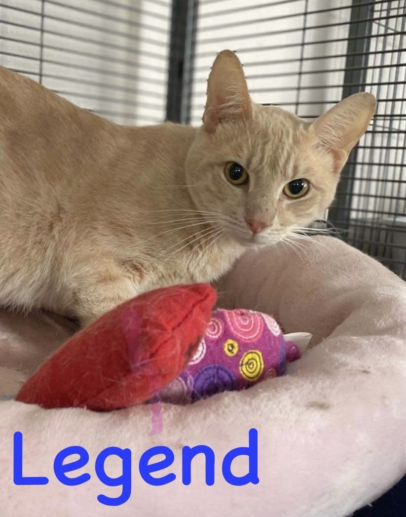 adoptable Cat in Bridgewater, NJ named Legend