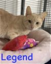 adoptable Cat in bridgewater, NJ named Legend