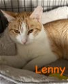 adoptable Cat in bridgewater, NJ named Lenny