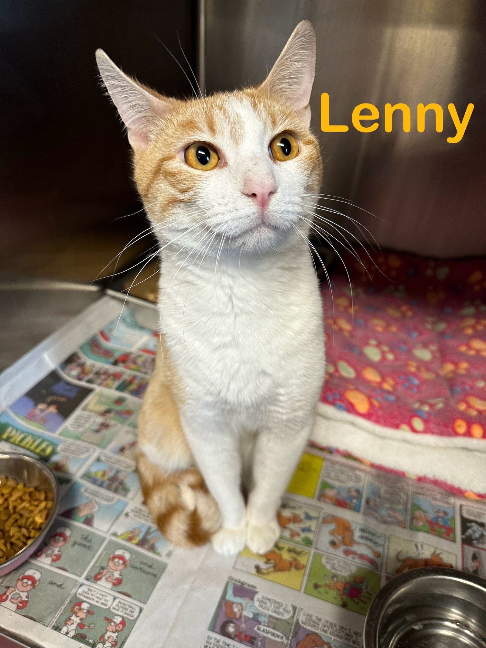adoptable Cat in Bridgewater, NJ named Lenny