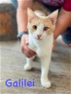 adoptable Cat in bridgewater, NJ named Galilei