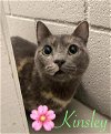 adoptable Cat in bridgewater, NJ named Kinsley