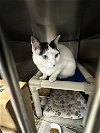 adoptable Cat in bridgewater, NJ named Woozy (aka Domino)