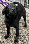 adoptable Dog in bridgewater, NJ named Pip Squeak