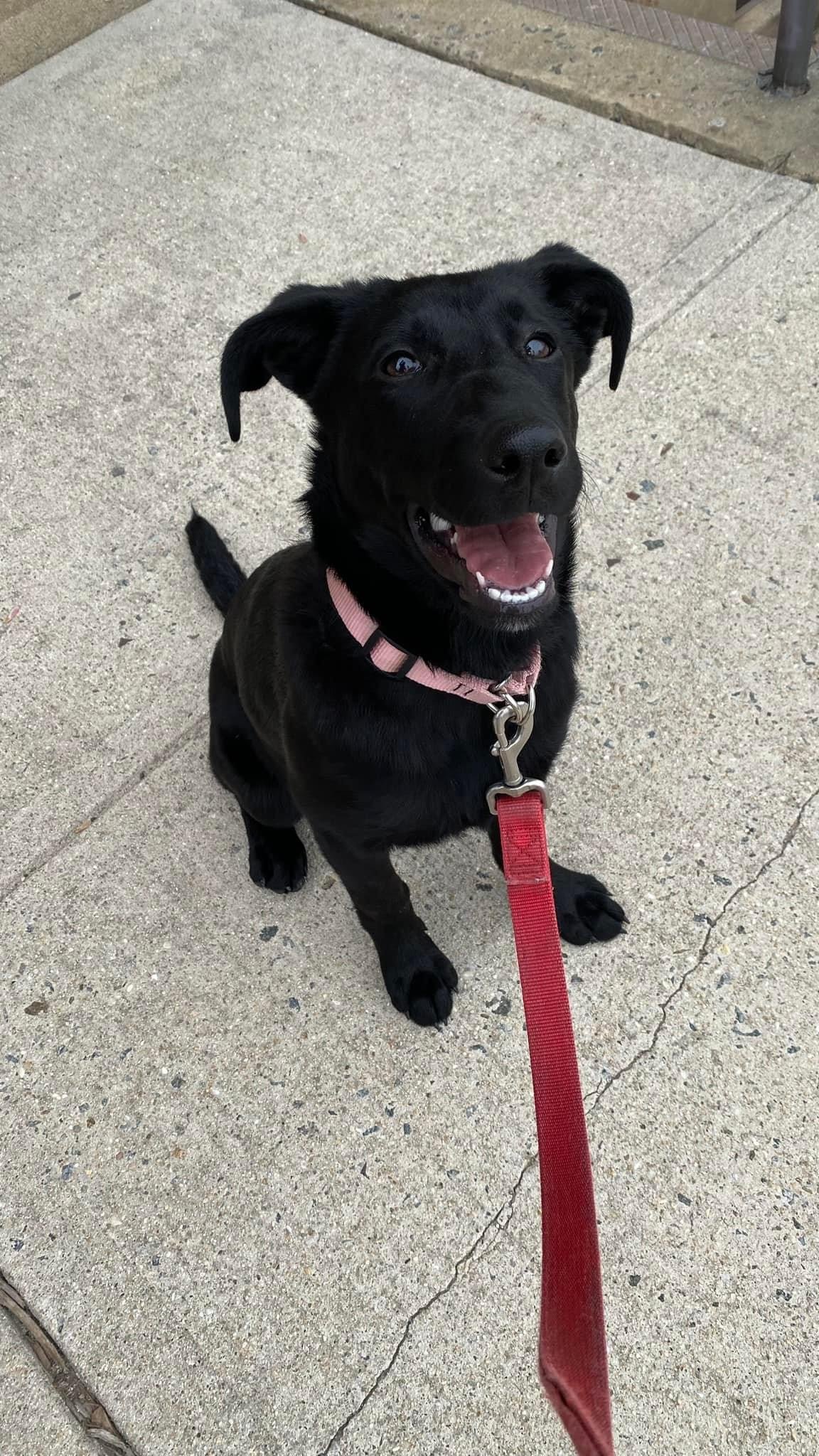 adoptable Dog in Bridgewater, NJ named Pip Squeak