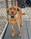 adoptable Dog in bridgewater, NJ named Max