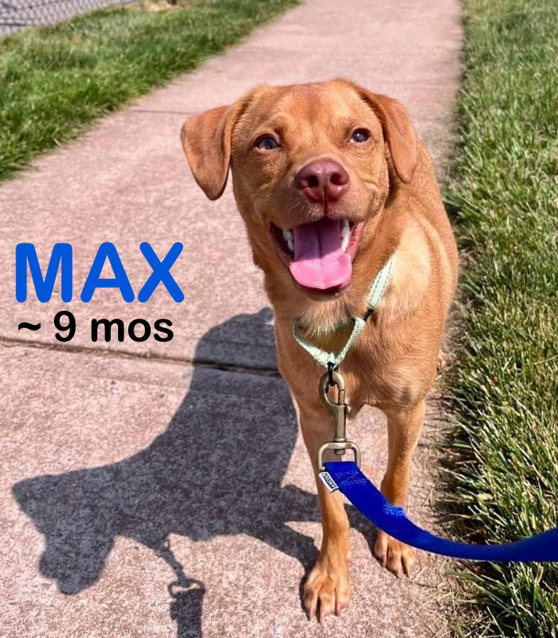 adoptable Dog in Bridgewater, NJ named Max