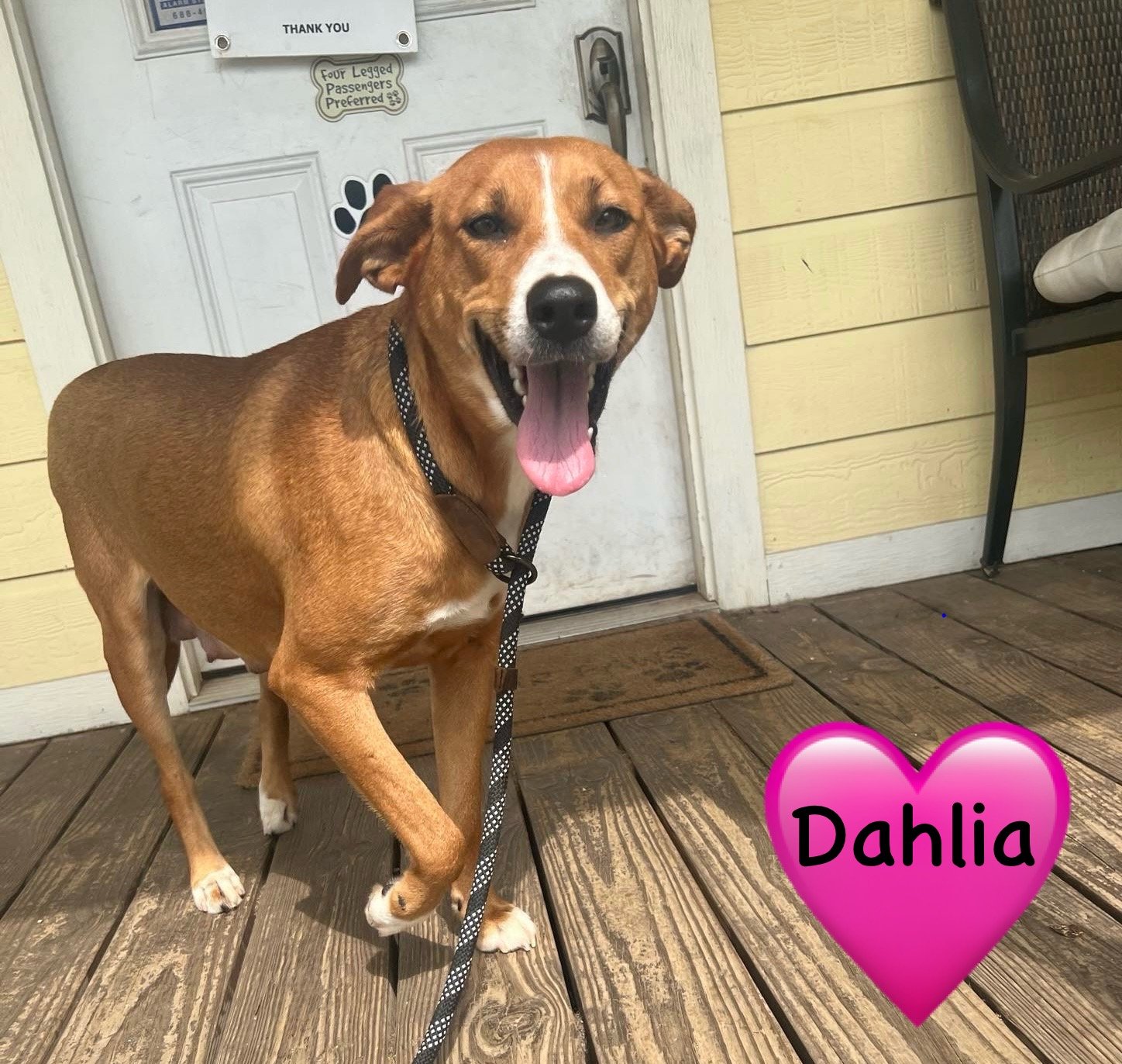 adoptable Dog in Bridgewater, NJ named Dahlia