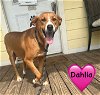 adoptable Dog in  named Dahlia