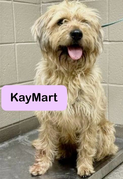 adoptable Dog in Bridgewater, NJ named KayMart