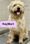 adoptable Dog in bridgewater, NJ named KayMart
