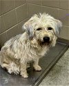 adoptable Dog in bridgewater, NJ named Winn Dixie