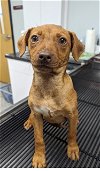 adoptable Dog in , NJ named Gracie Mae