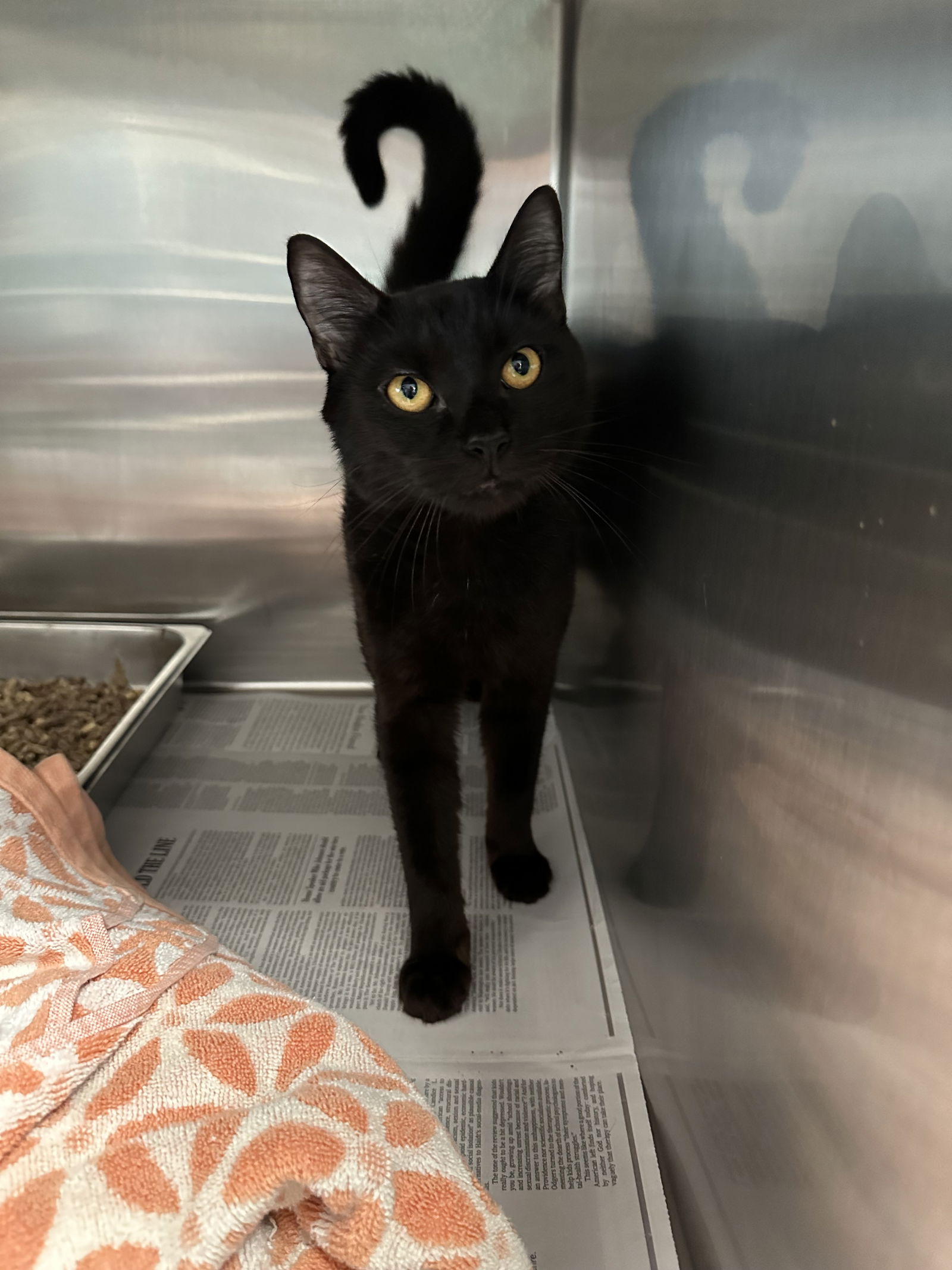 adoptable Cat in Bridgewater, NJ named Midnight